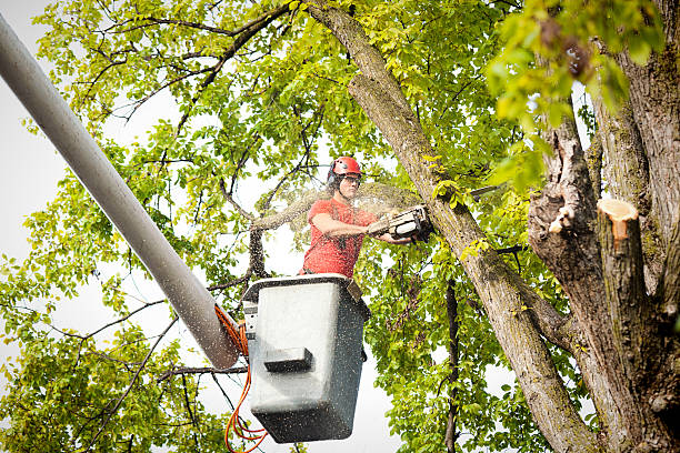 Best Large Tree Removal  in USA